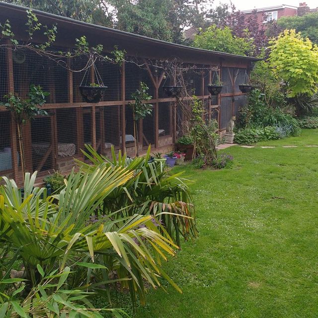 A wide angle view of the cattery