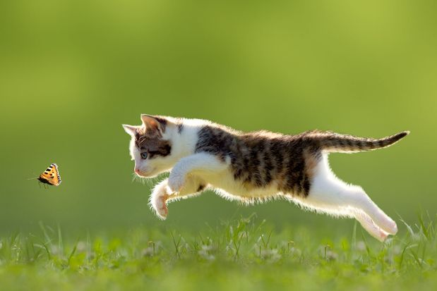 A cat chasing a butterfly