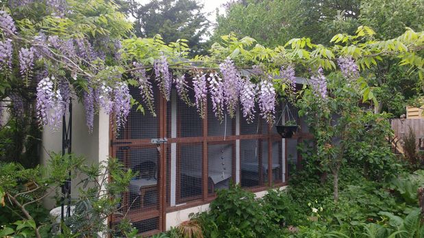 Image of Cattery with Blue Wisteria