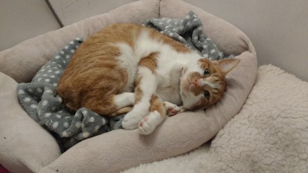 A ginger and white cat laid in a bed