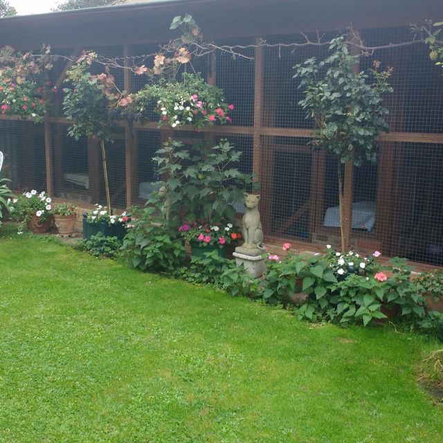 View of the cattery area