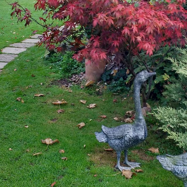 Outside view of the cattery with geese and red maple