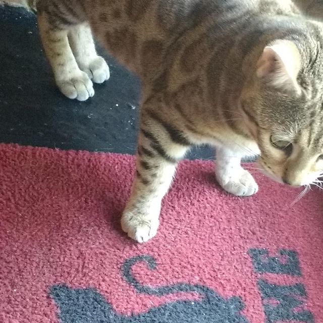 A cat standing on a mat ready to play